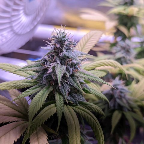 Girl Scout Cookies growlog timeline photo