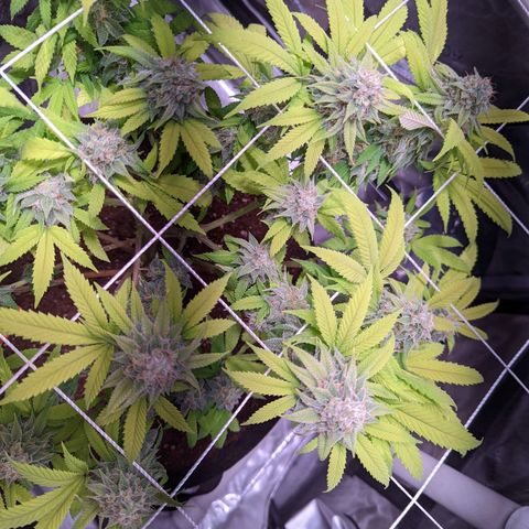 Girl Scout Cookies growlog timeline photo