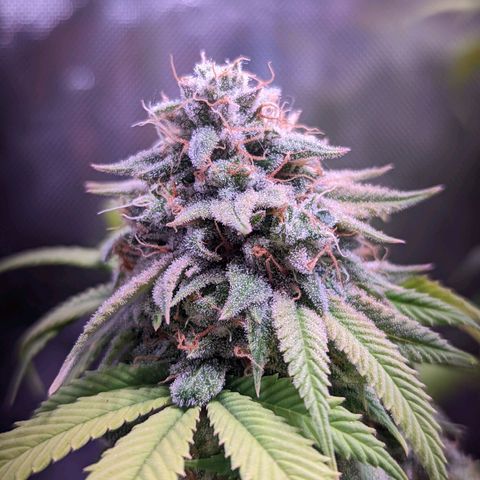 Girl Scout Cookies growlog timeline photo