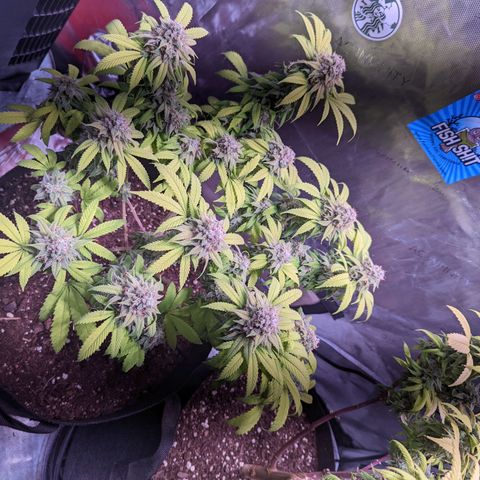 Girl Scout Cookies growlog timeline photo