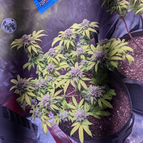 Girl Scout Cookies growlog timeline photo