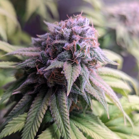 Girl Scout Cookies growlog timeline photo