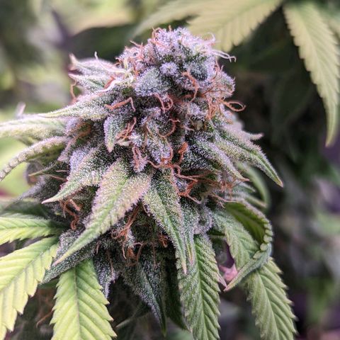 Girl Scout Cookies growlog timeline photo