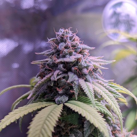 Girl Scout Cookies growlog timeline photo