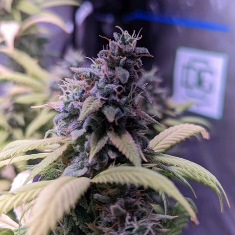Girl Scout Cookies growlog timeline photo
