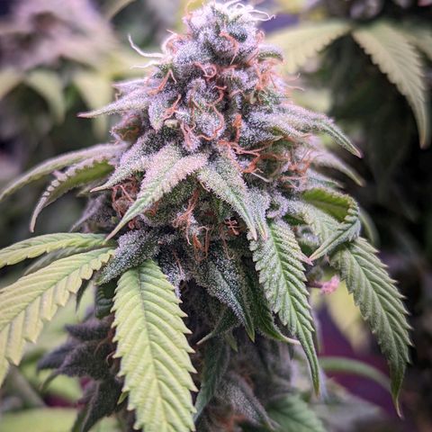 Girl Scout Cookies growlog timeline photo