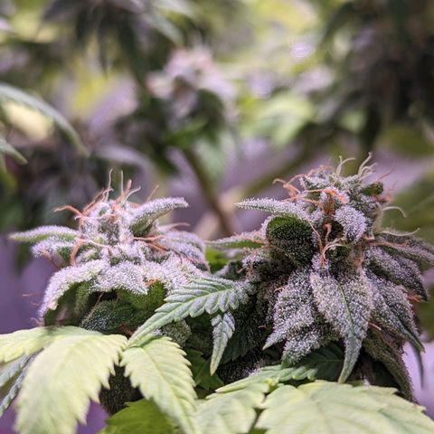 Girl Scout Cookies growlog timeline photo