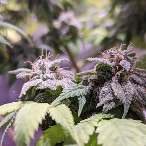 Girl Scout Cookies growlog timeline photo