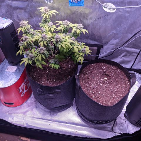 Girl Scout Cookies growlog timeline photo