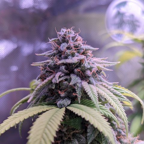 Girl Scout Cookies growlog timeline photo
