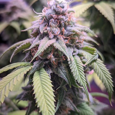 Girl Scout Cookies growlog timeline photo