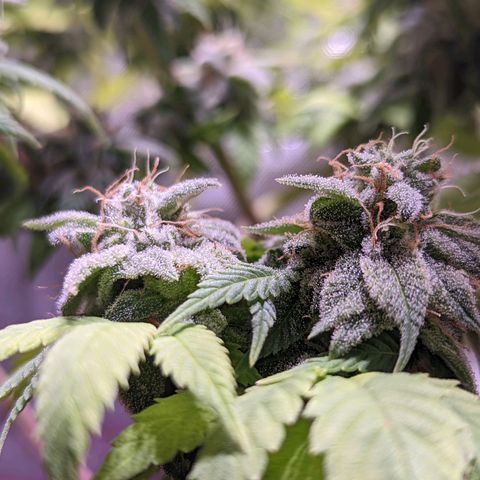 Girl Scout Cookies growlog timeline photo