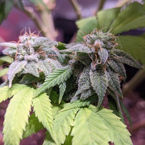 Girl Scout Cookies growlog timeline photo