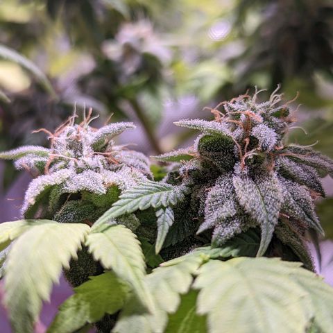Girl Scout Cookies growlog timeline photo