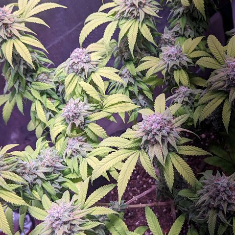 Girl Scout Cookies growlog timeline photo