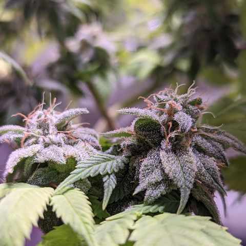 Girl Scout Cookies growlog timeline photo