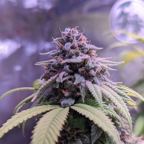 Girl Scout Cookies growlog timeline photo