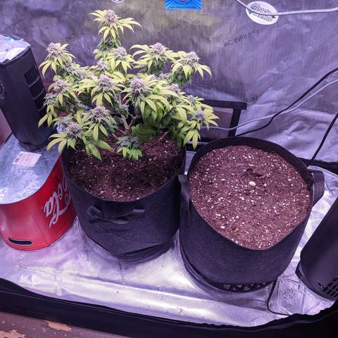 Girl Scout Cookies growlog timeline photo