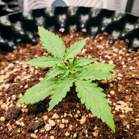Orion F1 #1 growlog timeline photo