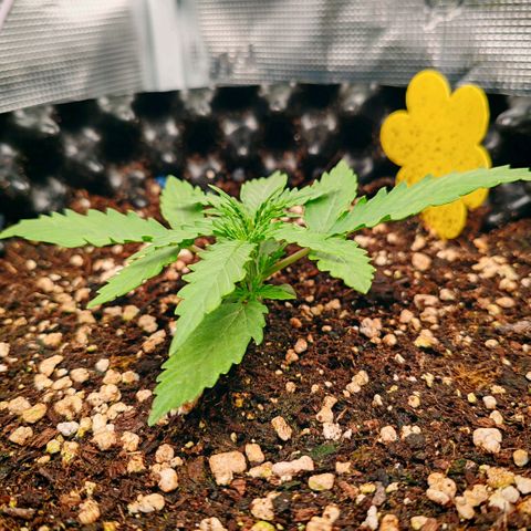 Orion F1 #2 growlog timeline photo