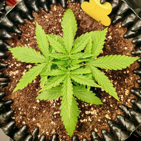 Orion F1 #1 growlog timeline photo