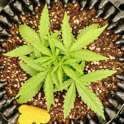 Orion F1 #2 growlog timeline photo
