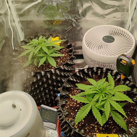 Orion F1 #2 growlog timeline photo