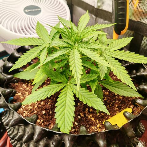 Orion F1 #1 growlog timeline photo