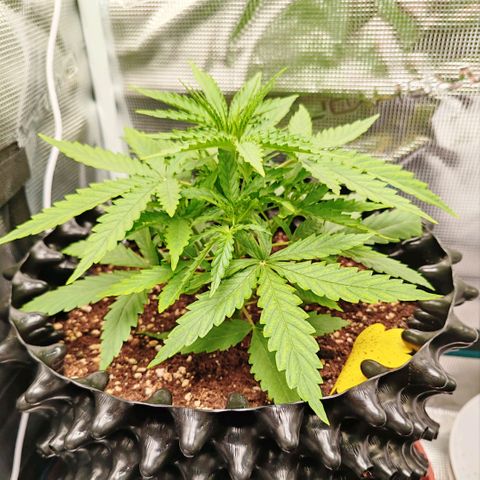 Orion F1 #2 growlog timeline photo
