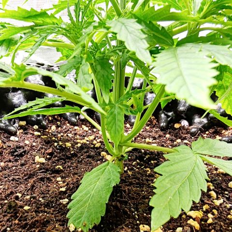Orion F1 #1 growlog timeline photo