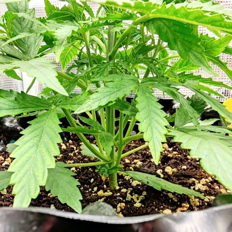 Orion F1 #2 growlog timeline photo