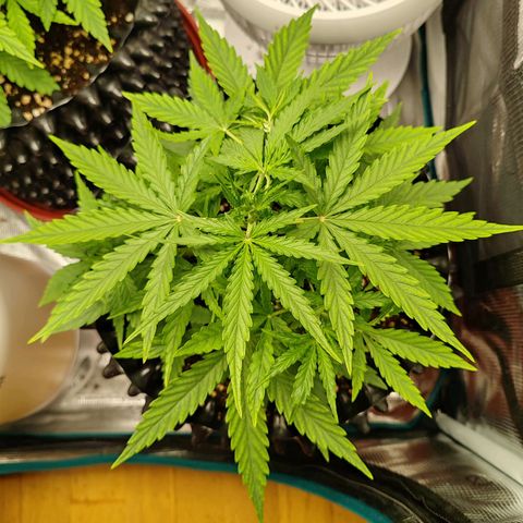 Orion F1 #2 growlog photo: Rotation with her sister in the tent