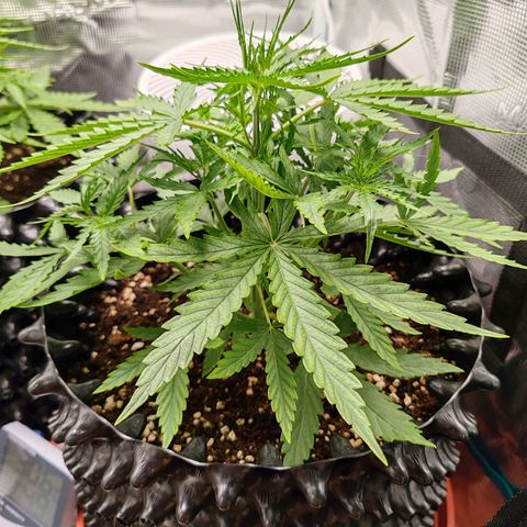 Orion F1 #2 growlog photo: Rotation with her sister in the tent
