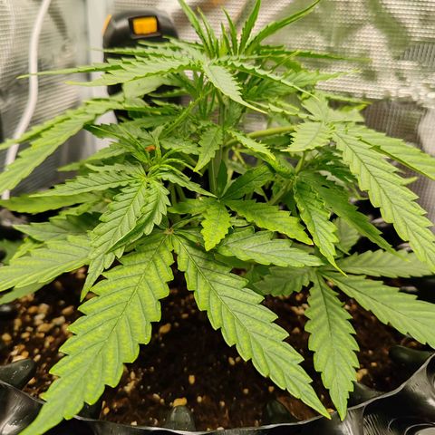 Orion F1 #1 growlog photo: Rotation with her sister in the tent