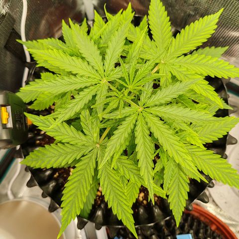 Orion F1 #1 growlog photo: Rotation with her sister in the tent