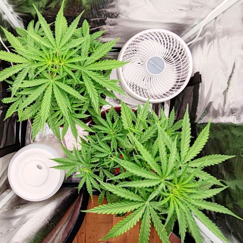 Orion F1 #2 growlog photo: LST > all babybuds under the sun
Cut + defoliation minimum