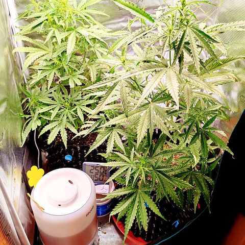 Orion F1 #2 growlog timeline photo
