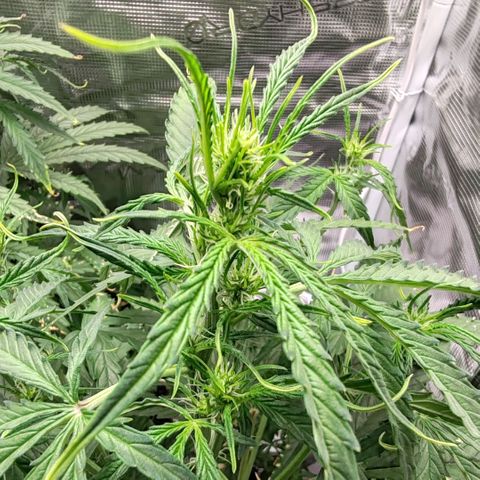 Orion F1 #2 growlog timeline photo