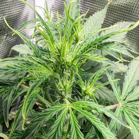 Orion F1 #1 growlog timeline photo