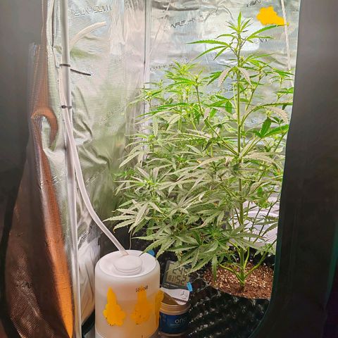 Orion F1 #2 growlog timeline photo