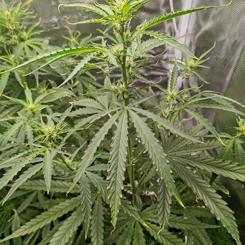 Orion F1 #2 growlog timeline photo