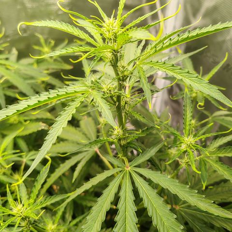 Orion F1 #2 growlog timeline photo