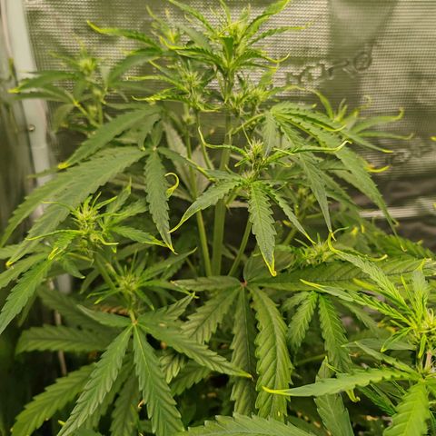 Orion F1 #1 growlog timeline photo