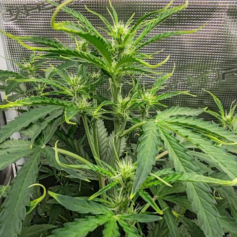 Orion F1 #1 growlog timeline photo