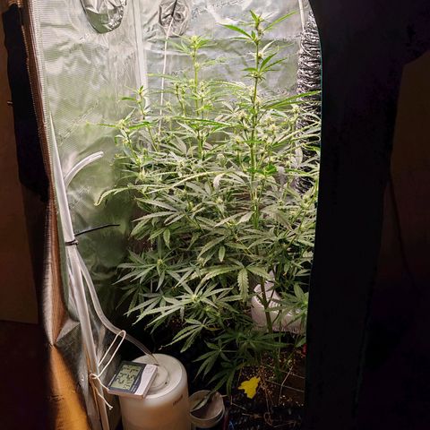 Orion F1 #2 growlog timeline photo