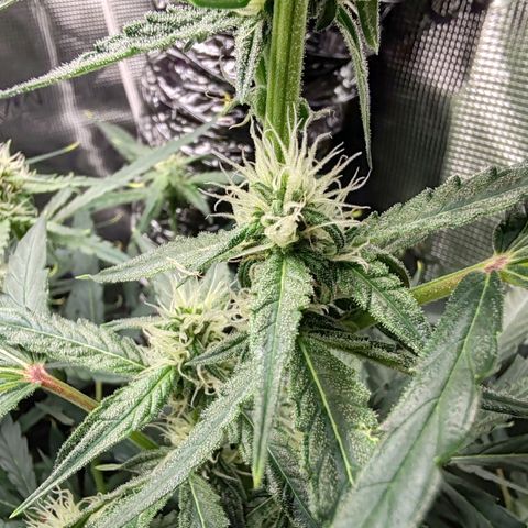 Orion F1 #2 growlog timeline photo