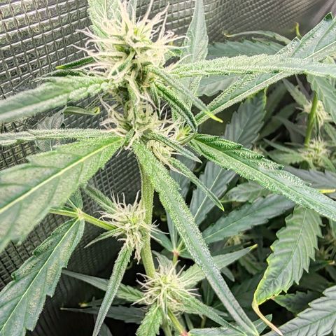 Orion F1 #1 growlog timeline photo
