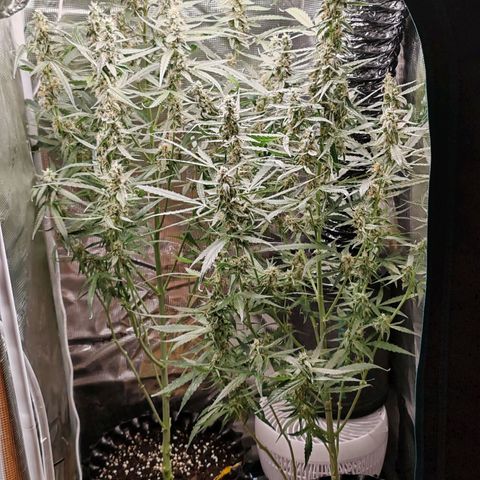Orion F1 #2 growlog timeline photo