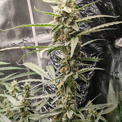 Orion F1 #2 growlog timeline photo