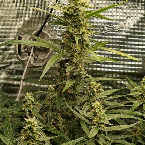 Orion F1 #1 growlog timeline photo